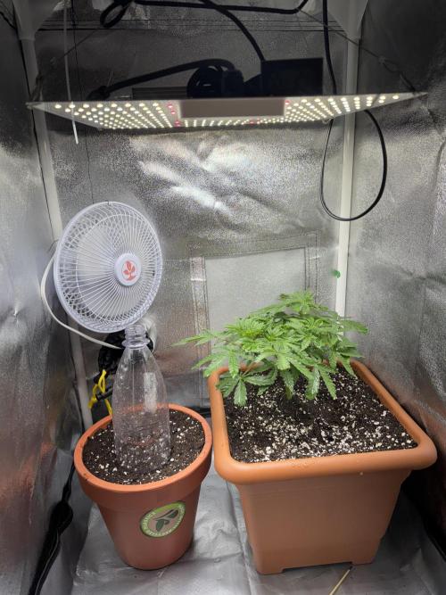 4th grow.Shining Silver Haze RQS. Week 5