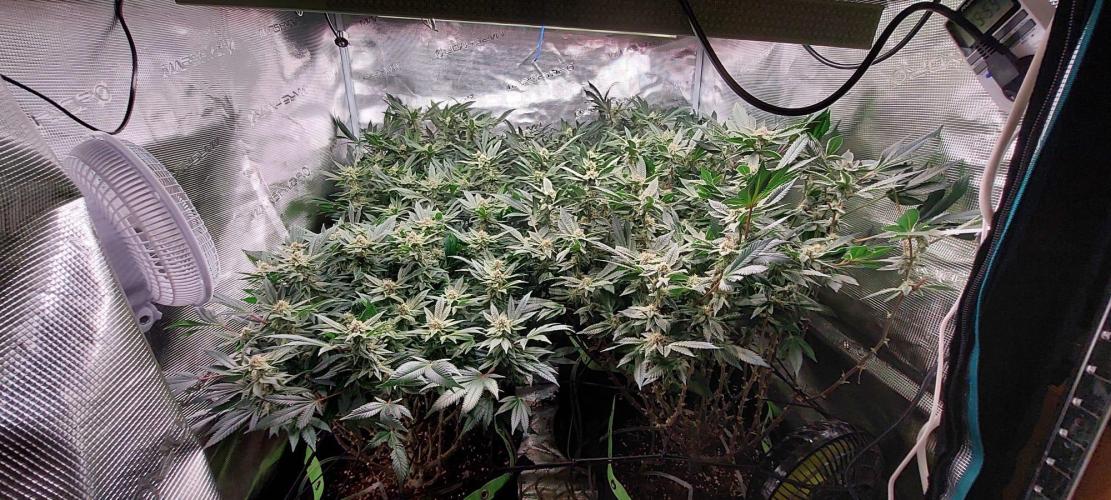 Second indoor grow!. Week 22