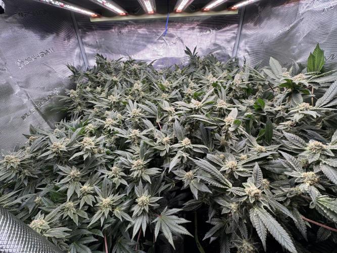 Second indoor grow!. Week 22