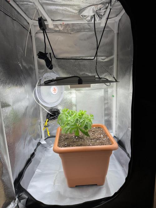 4th grow.Shining Silver Haze RQS. Week 6