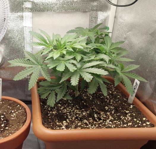 4th grow.Shining Silver Haze RQS. Week 6