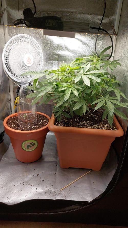 4th grow.Shining Silver Haze RQS. Week 6