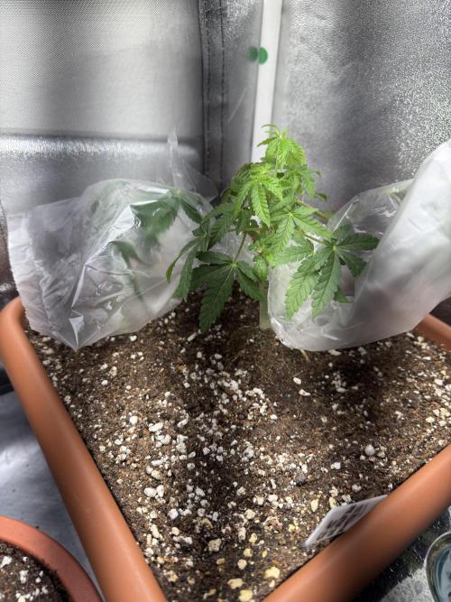 4th grow.Shining Silver Haze RQS. Week 6