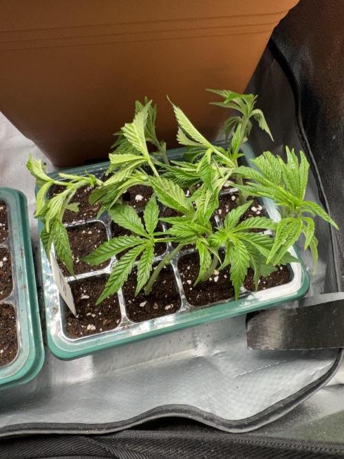 4th grow.Shining Silver Haze RQS. Week 6