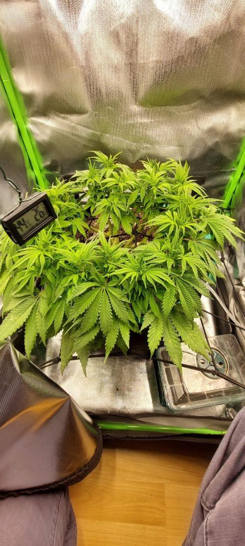 RQS White Widow 3Rd grow (low Budget). Week 11