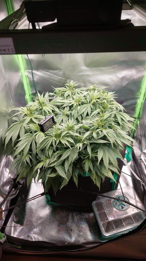 RQS White Widow 3Rd grow (low Budget). Week 11