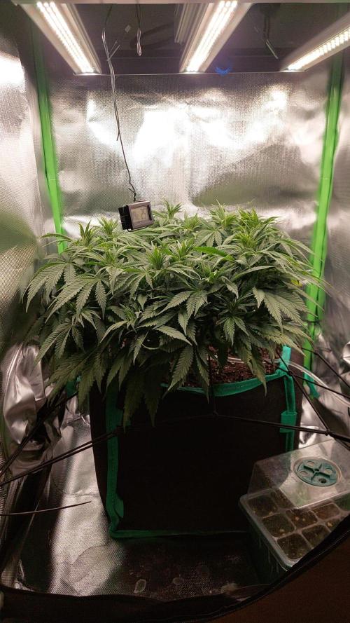 RQS White Widow 3Rd grow (low Budget). Week 11