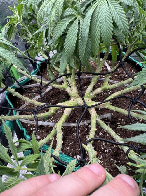 RQS White Widow 3Rd grow (low Budget). Week 11