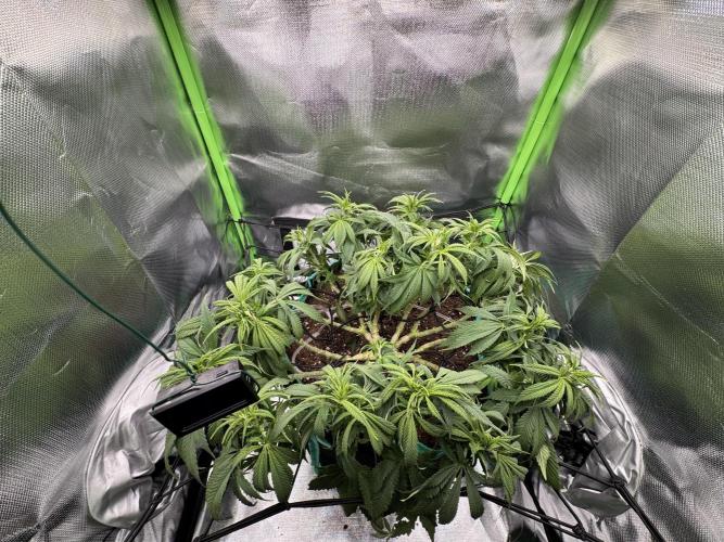 RQS White Widow 3Rd grow (low Budget). Week 11