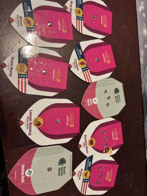 RQS White Widow 3Rd grow (low Budget). Week 11 - Favourite seedbank maybe? 😂