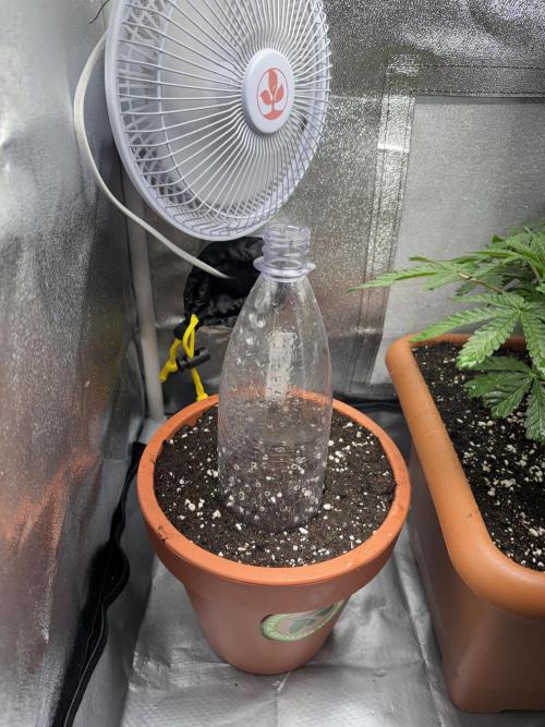 5th grow Biscotti by RQS. Week 0