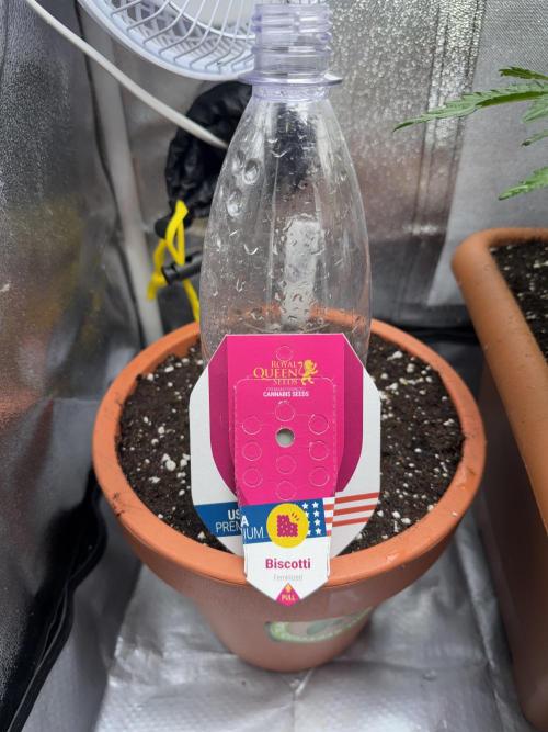 5th grow Biscotti by RQS. Week 0