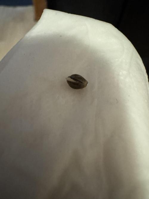 5th grow Biscotti by RQS. Week 0