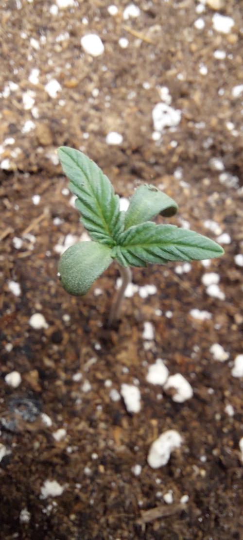 5th grow Biscotti by RQS. Week 0