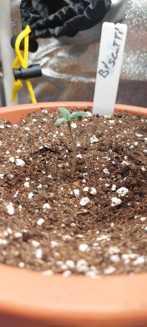 5th grow Biscotti by RQS. Week 0