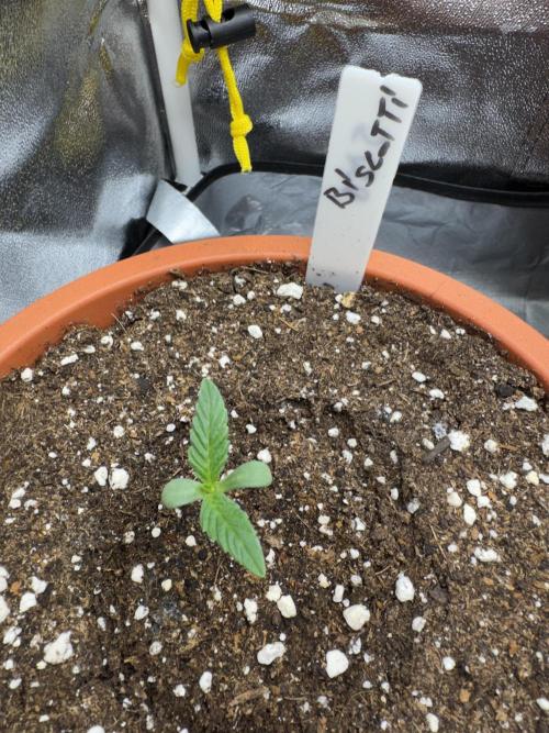 5th grow Biscotti by RQS. Week 0