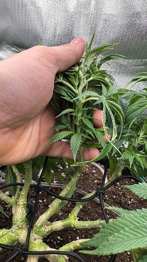 RQS White Widow 3Rd grow (low Budget). Week 11