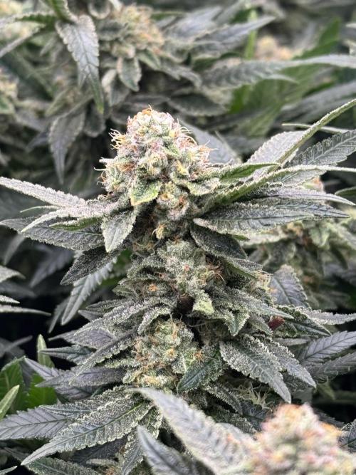 Second indoor grow!. Week 22