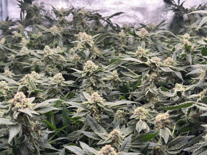 Second indoor grow!. Week 22