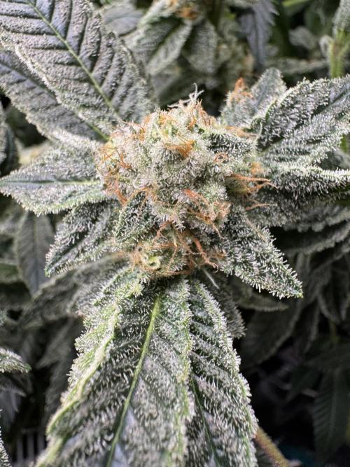 Second indoor grow!. Week 22