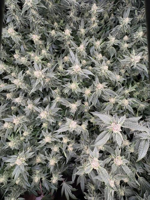 Second indoor grow!. Week 22