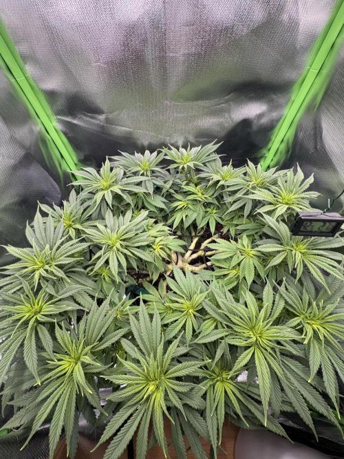 RQS White Widow 3Rd grow (low Budget). Week 12