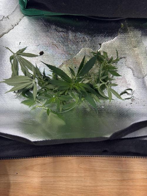 RQS White Widow 3Rd grow (low Budget). Week 12