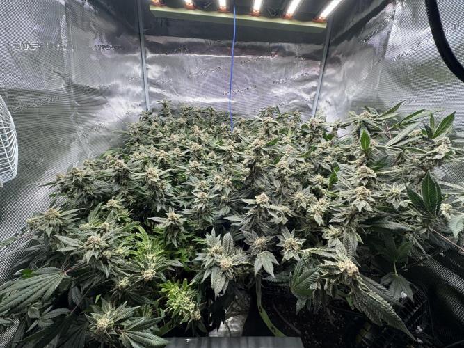 Second indoor grow!. Week 23