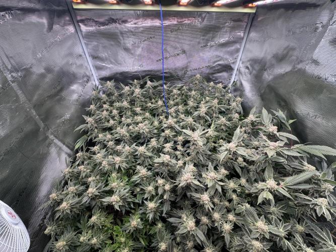 Second indoor grow!. Week 23