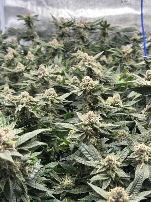 Second indoor grow!. Week 23