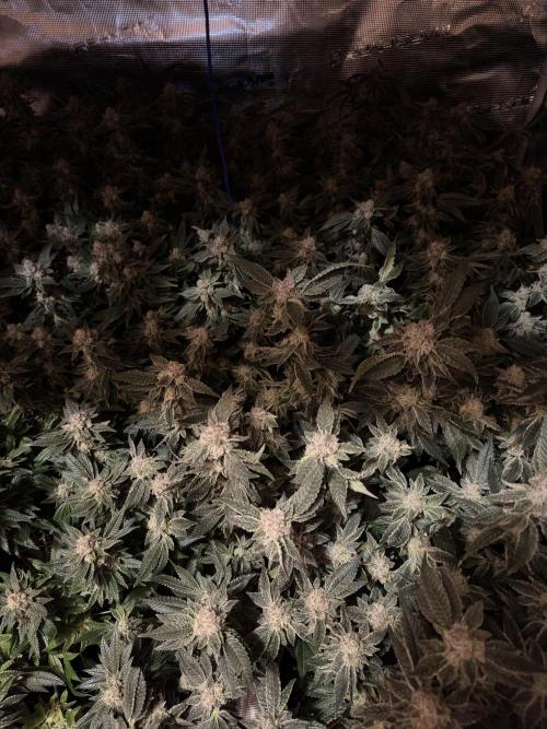 Second indoor grow!. Week 23