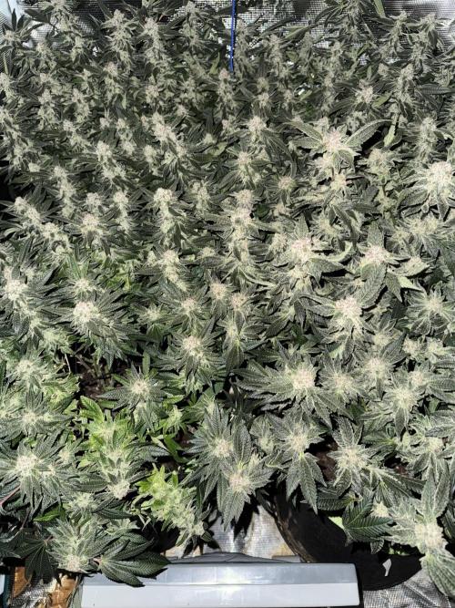 Second indoor grow!. Week 23