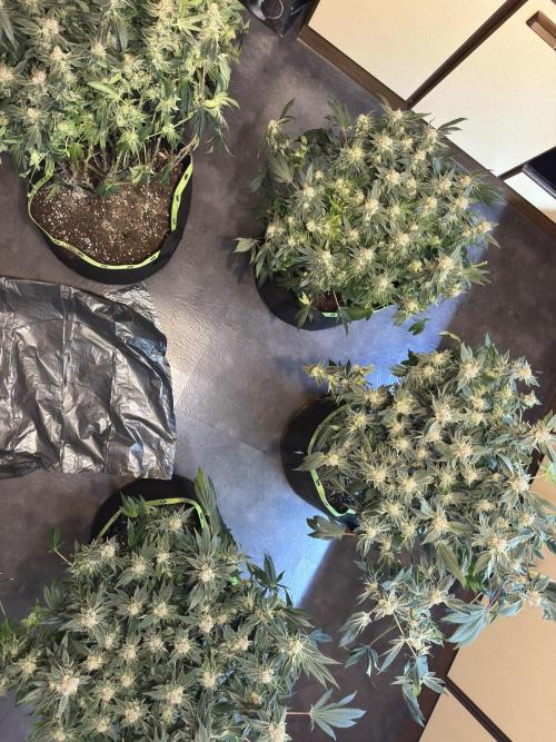 Second indoor grow!. Week 23