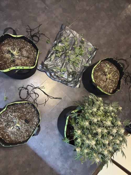 Second indoor grow!. Week 23