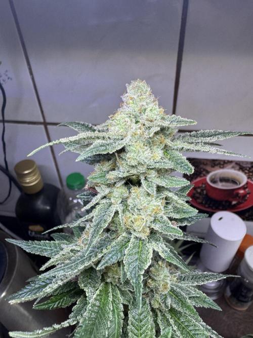 Second indoor grow!. Week 23