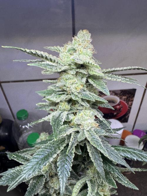 Second indoor grow!. Week 23