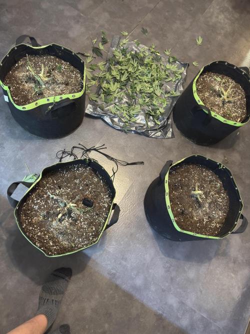 Second indoor grow!. Week 23