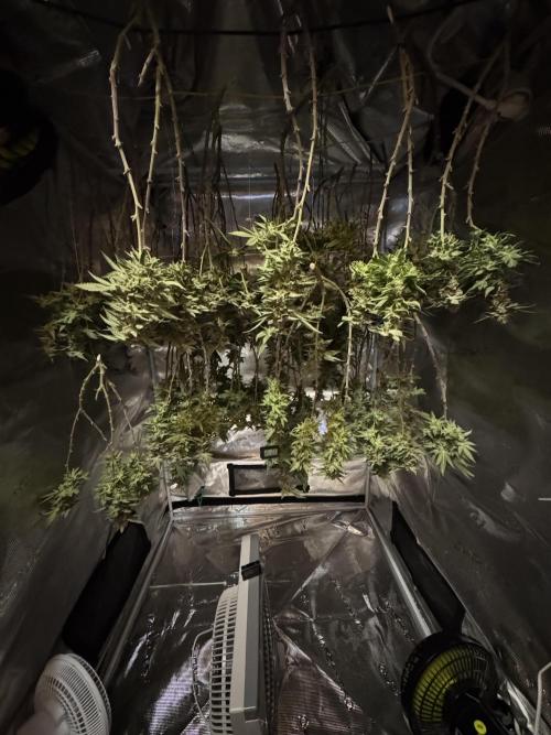 Second indoor grow!. Week 23