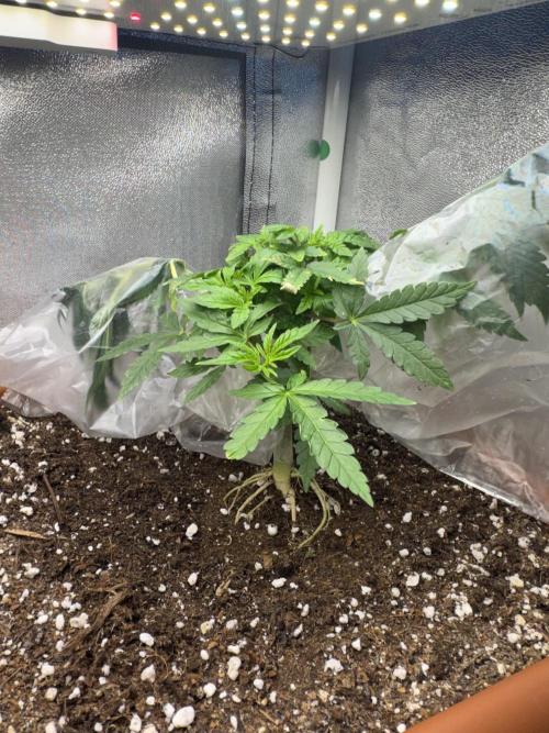 4th grow.Shining Silver Haze RQS. Week 7