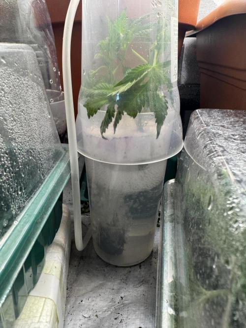 4th grow.Shining Silver Haze RQS. Week 7