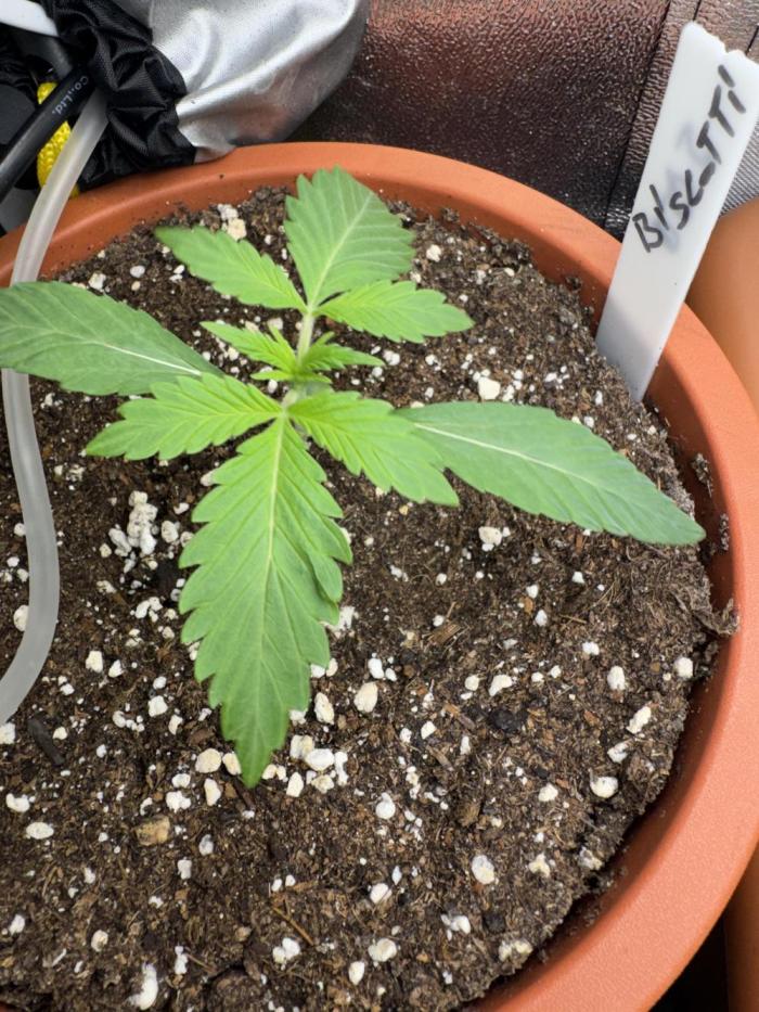 5th grow Biscotti by RQS. Week 1