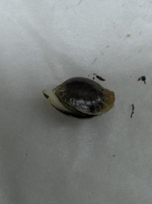 6th grow royal skywalker by RQS. Week 0