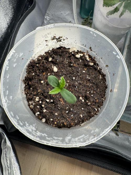 6th grow royal skywalker by RQS. Week 0