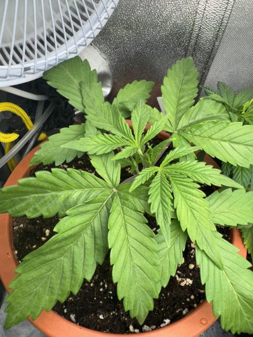 5th grow Biscotti by RQS. Week 2