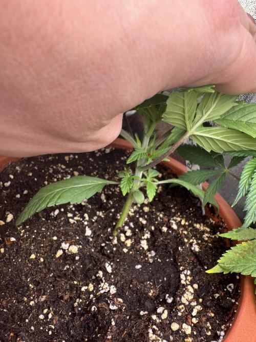 5th grow Biscotti by RQS. Week 2