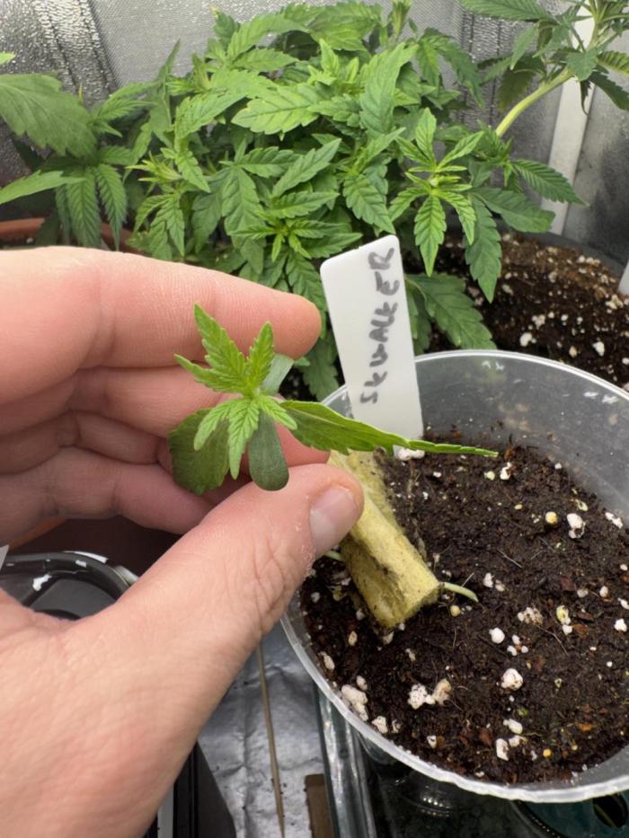 6th grow royal skywalker by RQS. Week 1