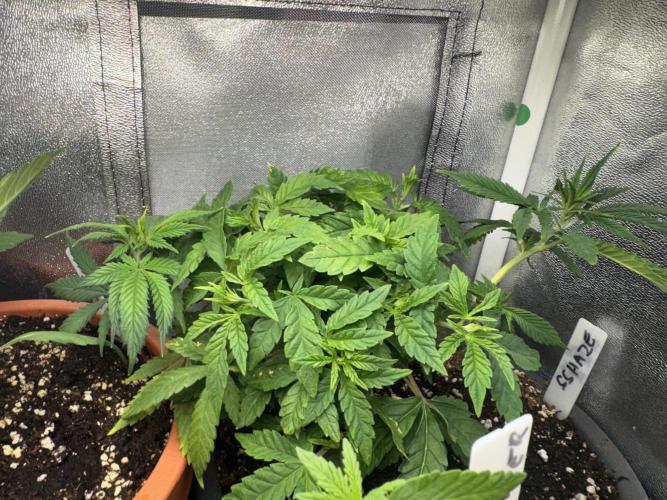 4th grow.Shining Silver Haze RQS. Week 8