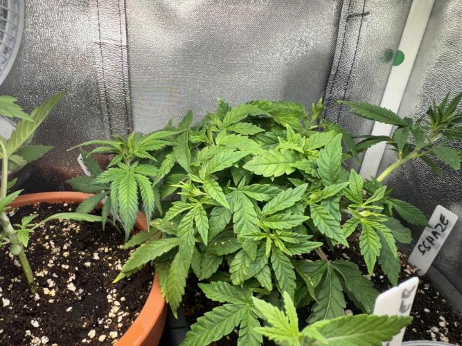 4th grow.Shining Silver Haze RQS. Week 8