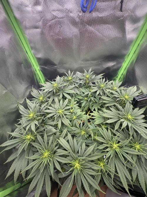 RQS White Widow 3Rd grow (low Budget). Week 13