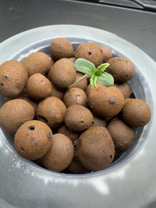 7th grow 1st HYDRO! Blue gelato by RQS. Week 0